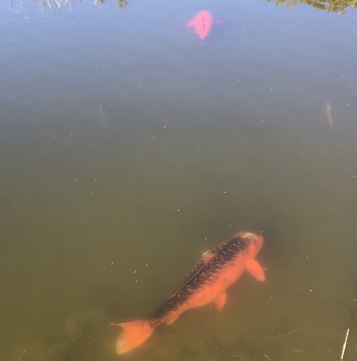 fish